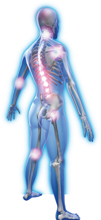 Skeleton