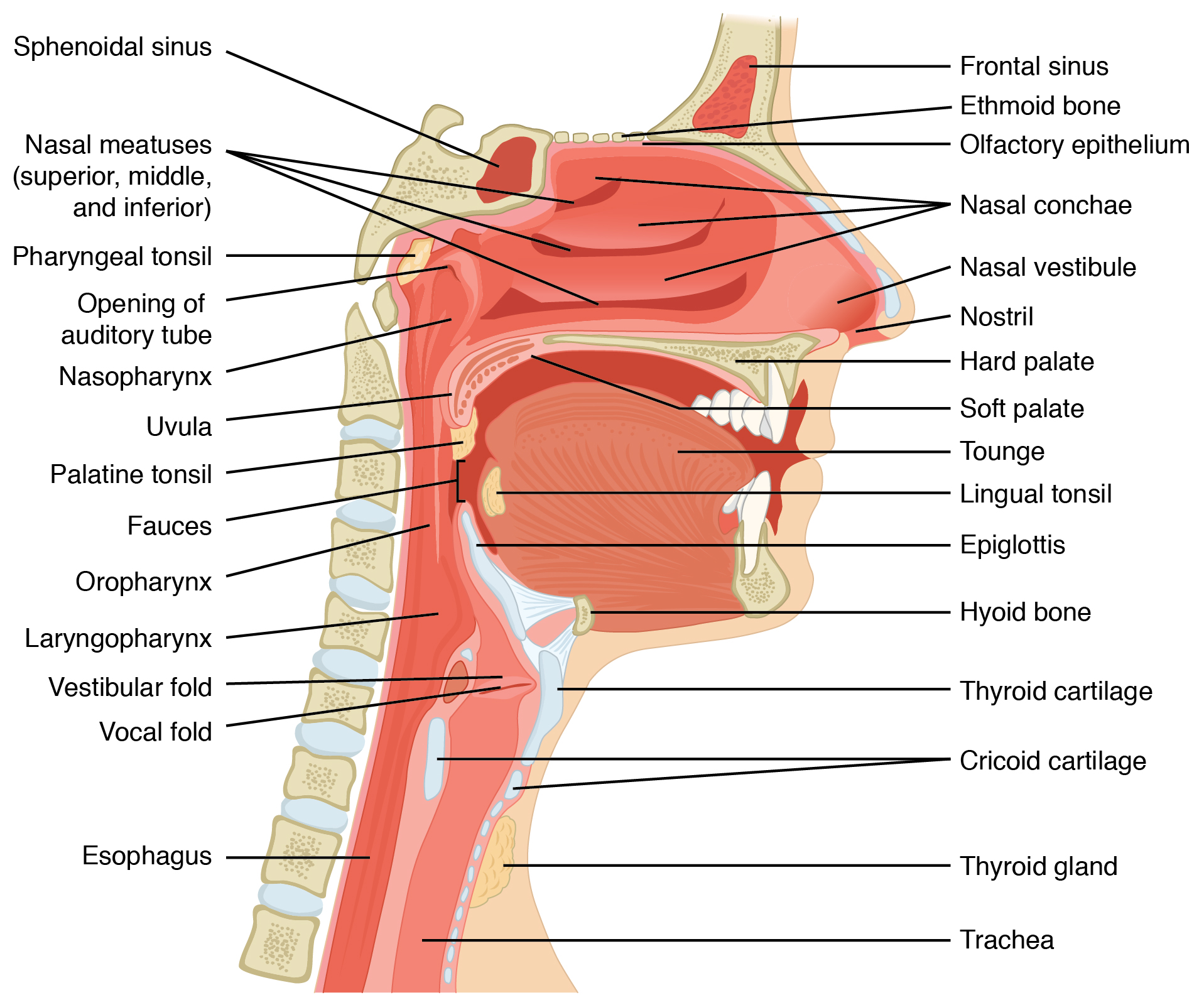 Throat anatomy
