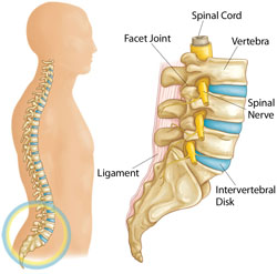 vertebrae